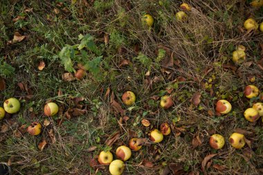 Düşmüş elmalar yere yatar.