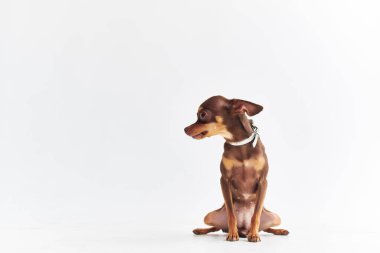 Küçük köpek memelileri. İnsanların izole edilmiş geçmişinin dostu.