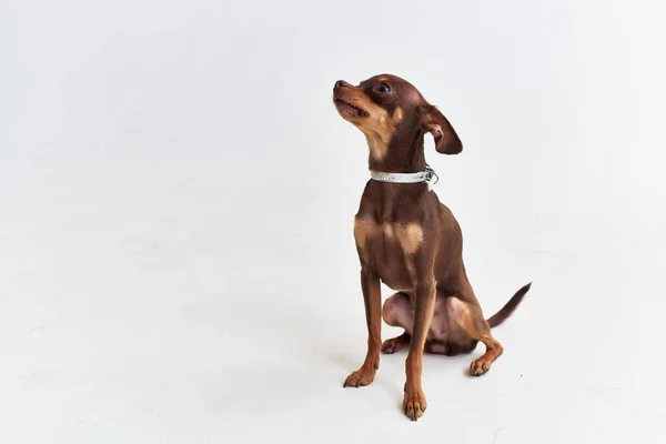 Pequeño perro pedigrí lindo mirada luz fondo —  Fotos de Stock