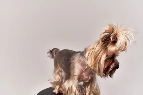 Stamboom hond kapsel voor dieren geïsoleerde achtergrond — Stockfoto