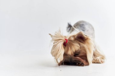 Köpek yavrusu bakım stüdyosu