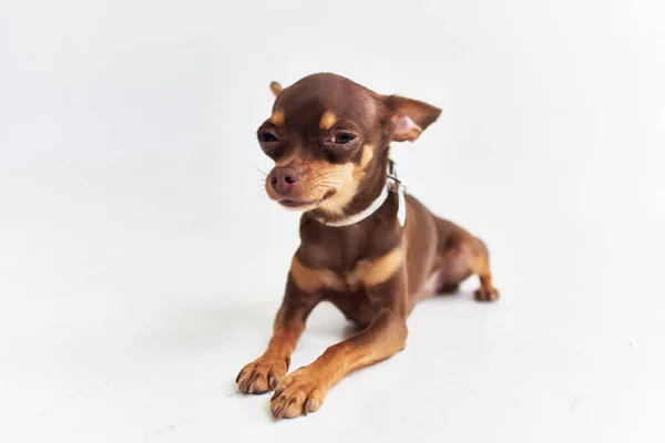 Amigo cão de estúdio de close-up humano — Fotografia de Stock