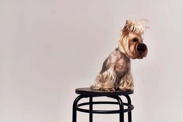 Härstamning hund husdjur valp grooming Studio — Stockfoto