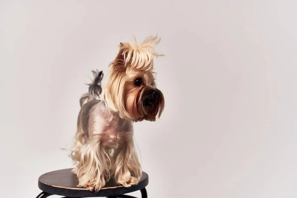 Perro mascota cachorro aseo aislado fondo —  Fotos de Stock