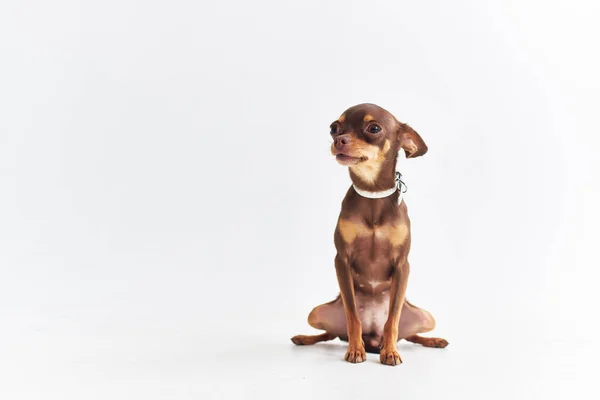 Родовід собака цуценя, що вирощує ізольований фон — стокове фото