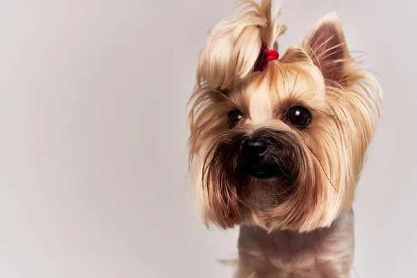 Stammbaum Hund Haustier Welpenpflege Studio — Stockfoto