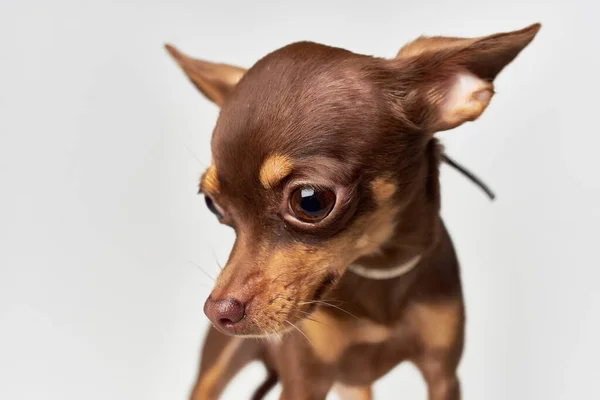 Pequeno cão mamíferos amigo de luz humana fundo — Fotografia de Stock