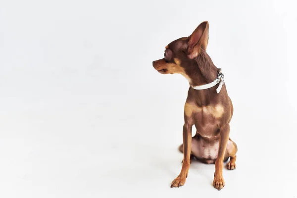 Pies chihuahua stwarzające pojedyncze tło — Zdjęcie stockowe