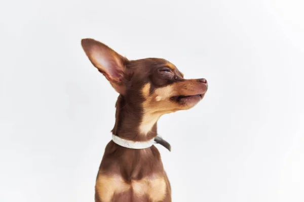 Σκυλί συντροφιάς κουτάβι περιποίηση φως φόντο — Φωτογραφία Αρχείου