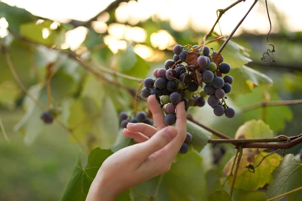 Uva natura foglie verdi vinificazione — Foto Stock