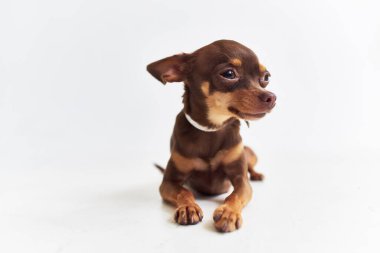 İzole bir arka plan oluşturan küçük bir köpek chihuahua.