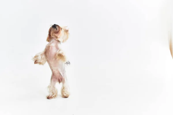 Yorkshire Terrier zoogdieren vriend van mens poseren Studio — Stockfoto