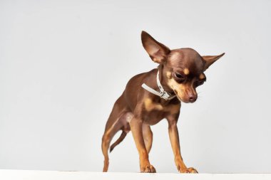 İnsanların yakın plan ışık arkaplanının küçük bir köpek arkadaşı.