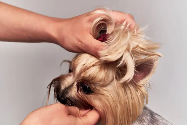 動物のための血統犬の髪型隔離された背景 ストック写真