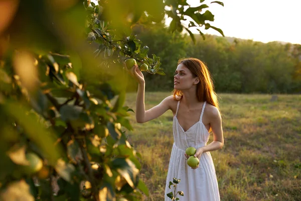 Mujer vestida de blanco en la naturaleza recoge manzanas de un árbol frutal — Foto de Stock