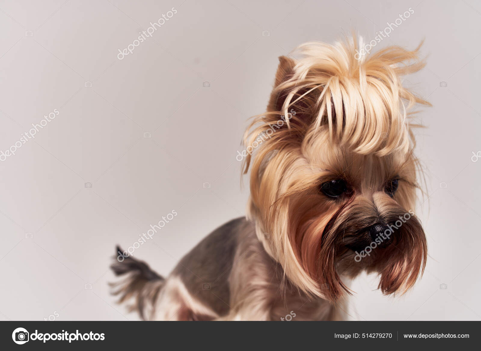 Dog Grooming Pedigree Yorkshire Terrier Puppies For Sale 30+