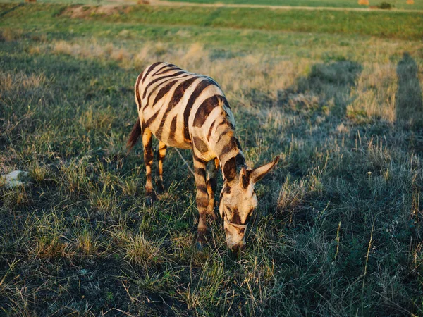 Zebra grazes in the meadow eating grass safari park animal Africa — Stock Photo, Image