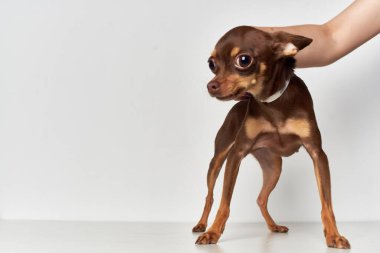 İzole edilmiş arka planda evcil köpek. Yüksek kalite fotoğraf