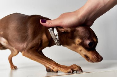 İzole edilmiş arka planı olan küçük bir köpek. Yüksek kalite fotoğraf