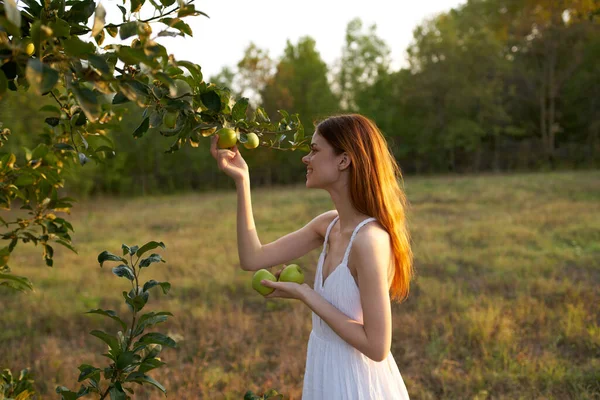 Kvinna Ett Fält Plockar Äpplen Från Ett Träd — Stockfoto
