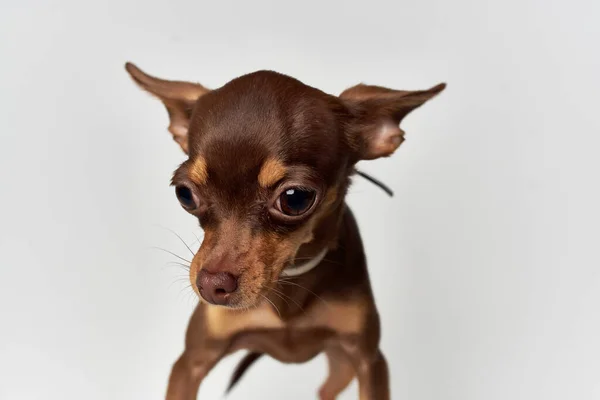 Mamíferos de estimação amigo de fundo isolado humano — Fotografia de Stock