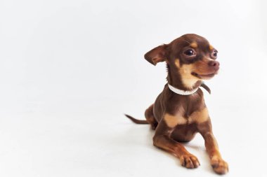 Soylu köpek chihuahua yalıtılmış bir arka plan oluşturuyor.