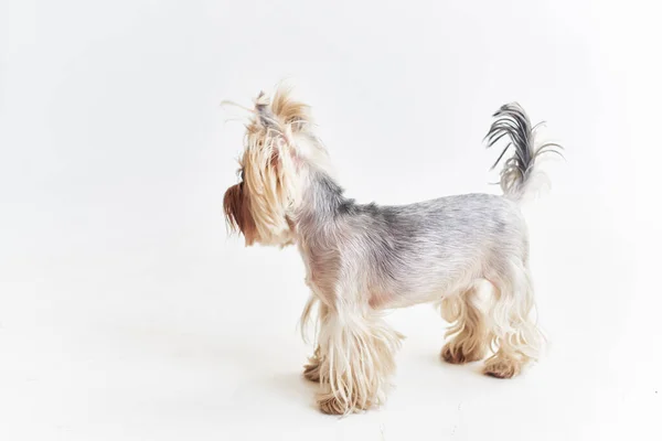 Yorkshire Terrier memelilerinin insan poz stüdyosunun dostu — Stok fotoğraf