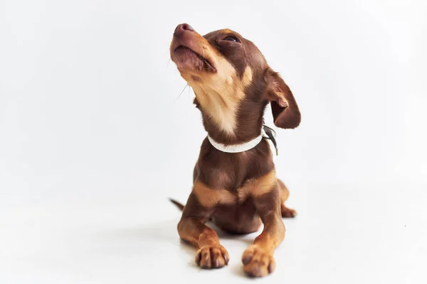 Rodowód pies chihuahua stwarzające pojedyncze tło — Zdjęcie stockowe
