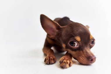 İnsan yakın çekim stüdyosunun soylu köpek dostu.
