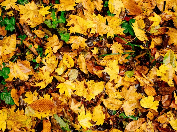Żółty liście na ziemi jesień las zbliżenie natura — Zdjęcie stockowe