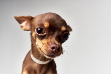 Küçük köpek poz veriyor Stüdyo izole edilmiş arka plan