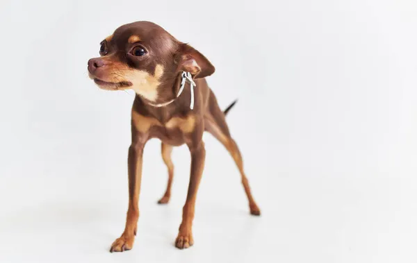 Pedigrí perro amigo de humano primer plano aislado fondo —  Fotos de Stock