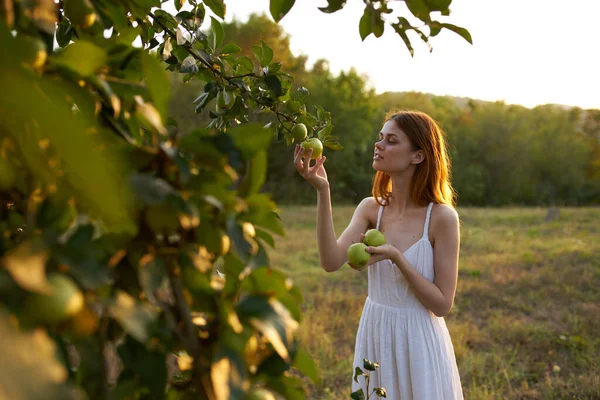 Mujer Bonita Campo Recogiendo Manzanas —  Fotos de Stock