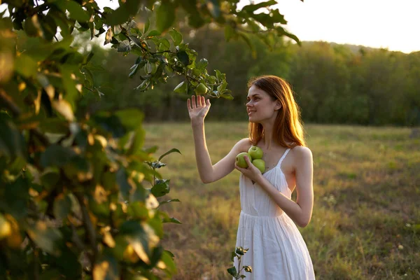 Mujer Recoge Las Manzanas Del Árbol Verano — Foto de Stock