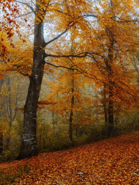 Sonbahar sarısı yapraklar orman doğa gezisi flora