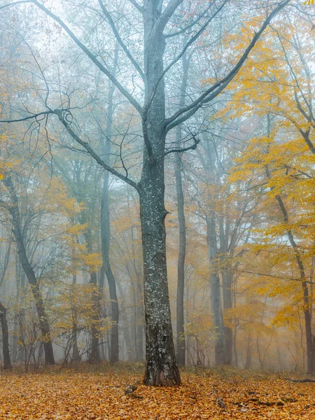 Jesień las drzewa żółty liście mgła natura — Zdjęcie stockowe