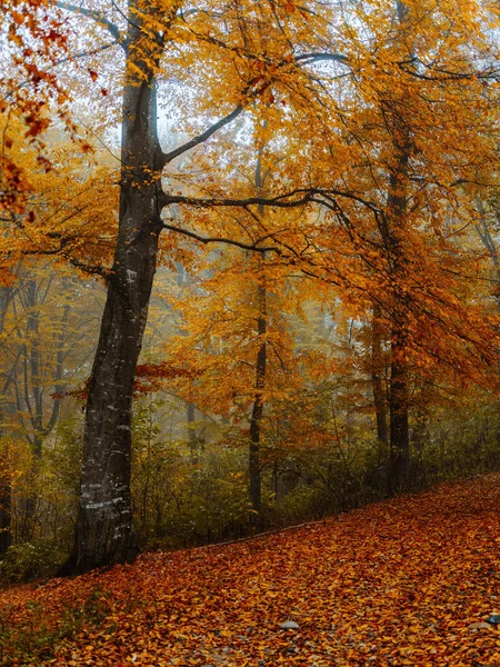 Jesień żółty liście las natura podróże flora — Zdjęcie stockowe