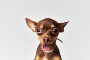 Köpek yakın plan ışık arka planı. Yüksek kalite fotoğraf