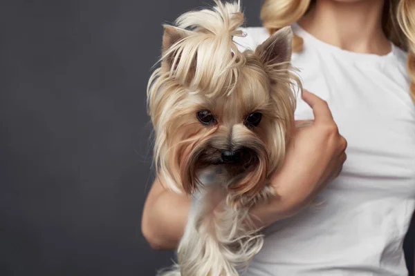 Blondine mit kleinem Hund-Make-up posiert abgeschnitten — Stockfoto