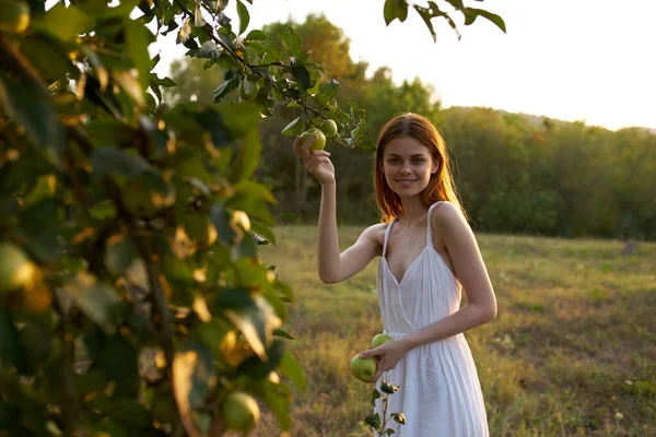 Hezká Žena Bílých Šatech Sbírá Jablka Kvalitní Fotografie — Stock fotografie