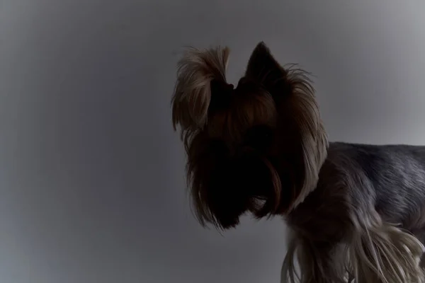 Rodokmen pes mazlíček štěně péče izolované pozadí — Stock fotografie