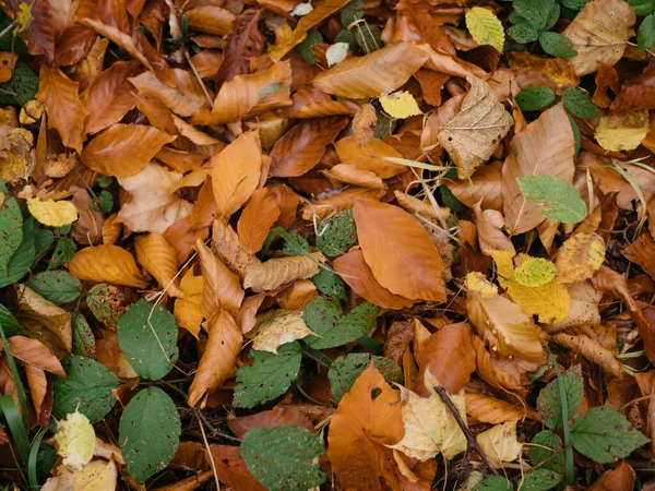 Jesienny las liście drogi w przyrodzie podróże — Zdjęcie stockowe