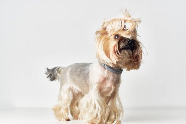 Yorkshire Terrier memelilerinin izole edilmiş insan geçmişinin dostu.