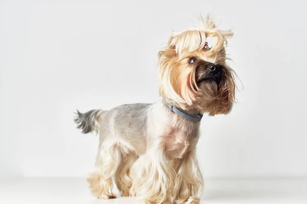 Yorkshire Terrier ssaki przyjaciel człowieka izolowane tło — Zdjęcie stockowe