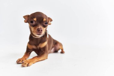 İnsan yakın çekim stüdyosunun köpek dostu.