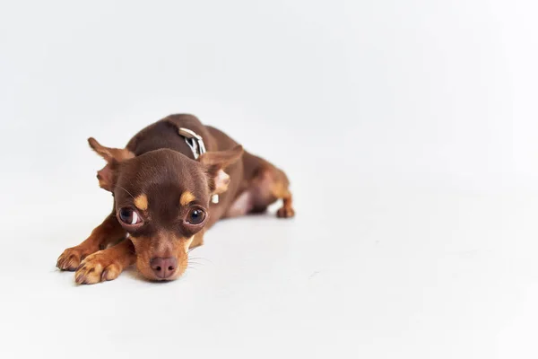 Hund Chihuahua posiert isoliert Hintergrund — Stockfoto