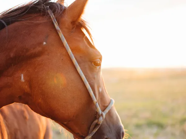 Ζώο άλογο θηλαστικό στο πεδίο περπατήσει καθαρό αέρα — Φωτογραφία Αρχείου