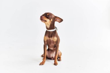 İzole bir arka plan oluşturan küçük bir köpek chihuahua.