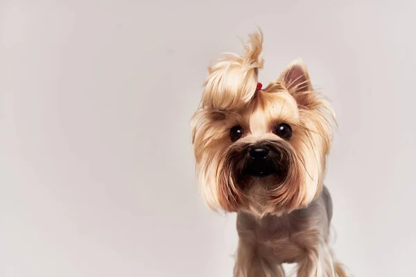 Pedigrí perro Yorkshire Terrier posando fondo aislado — Foto de Stock