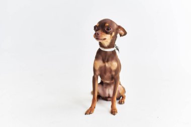 İnsan yakın çekim stüdyosunun soylu köpek dostu.